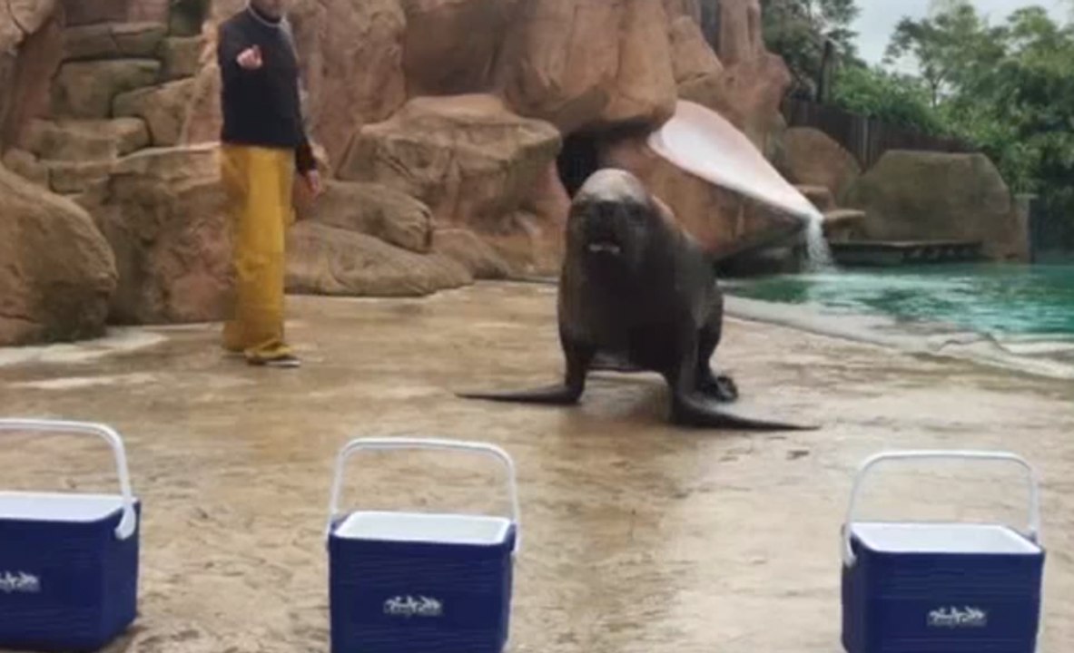 Ces animaux adeptes des pronostics sportifs