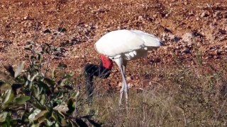 Tuiuiú (  Jabiru mycteria ) Faz. 23 de Março Aquidauana_MS.