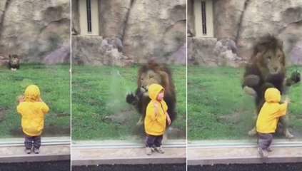 Ne tournez jamais le dos à un lion, vous pourriez le regretter !