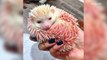 Rescued Pink Hedgehog Bonds with Dog Siblings