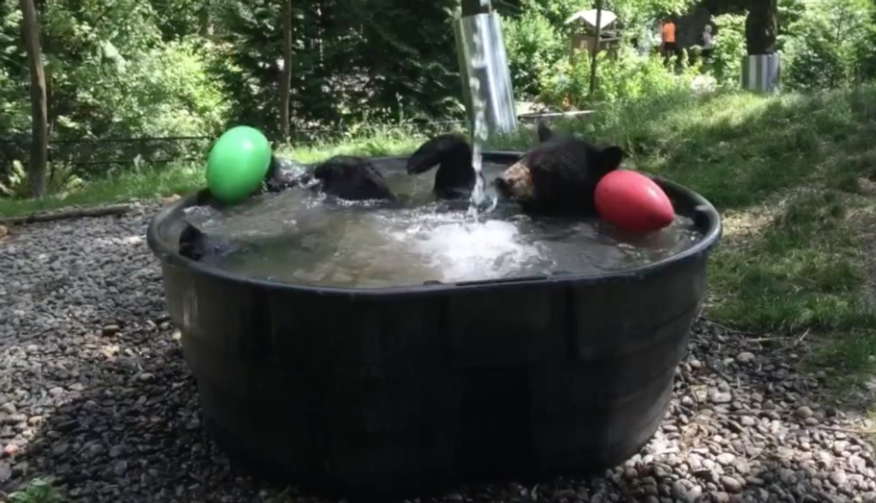 Un ours brun s'amuse comme un enfant en prenant un bain