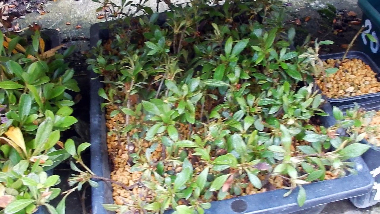 boutures de l'année