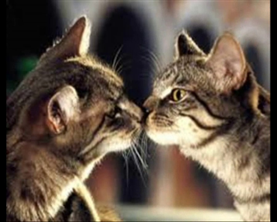 Chanson CECILE MA FILLE