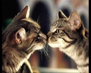 Chanson CECILE MA FILLE