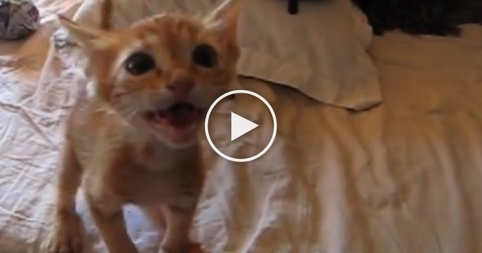 Trouvée dans la rue, cette chatte a droit, pour la première fois de sa vie, à un bon repas. Regardez bien sa réaction...