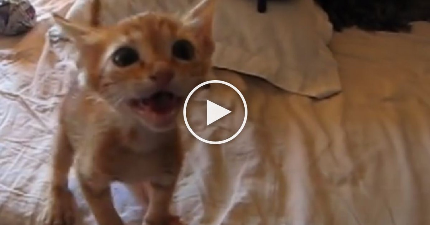 Trouvée dans la rue, cette chatte a droit, pour la première fois de sa vie, à un bon repas. Regardez bien sa réaction...