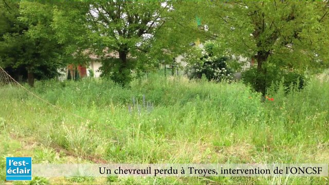 Un chevreuil perdu dans les rues de Troyes