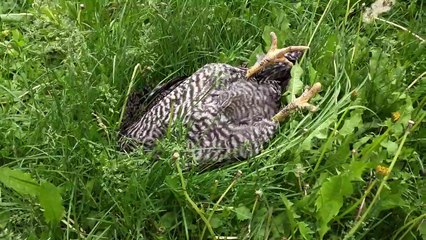 Ce coq préfère dormir que chanter à l'aube