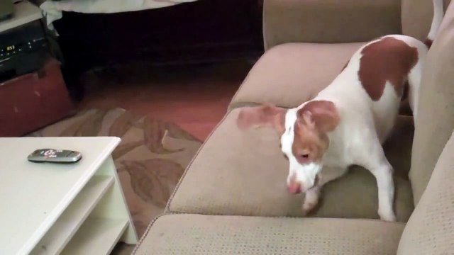 Dog Loves Water Bottles Cute Dog Maymo