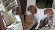 Dog Obsessed with His Own Reflection in Mirror  Cute Dog Maymo