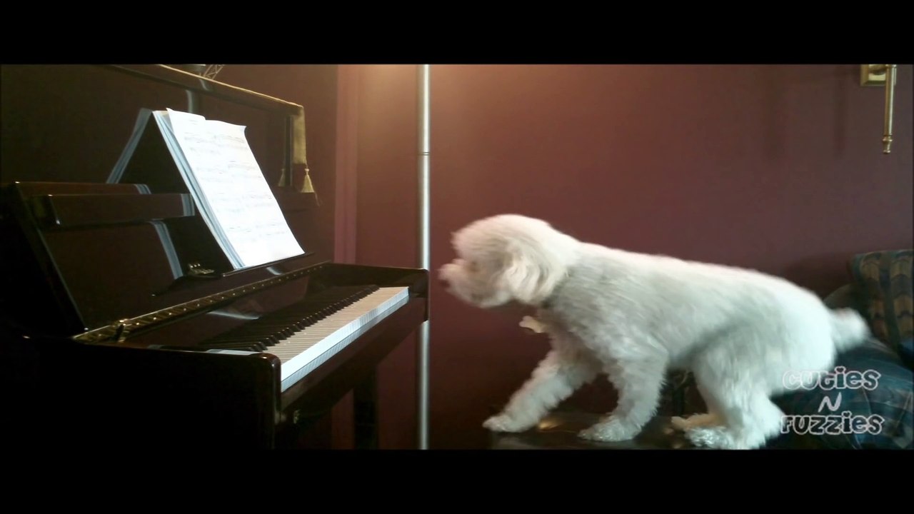 Dog Plays Piano and Sings