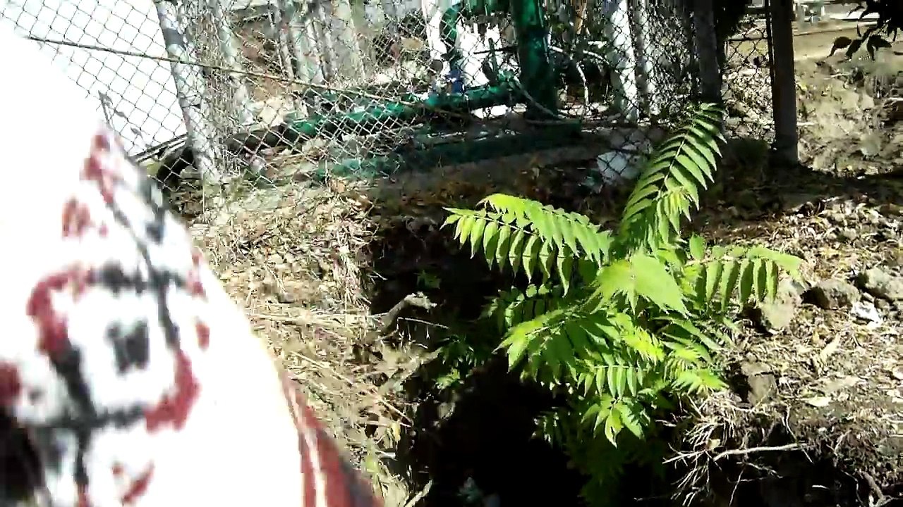 Dog rescue in South Los-Angeles  a cute terrier & 2 pups