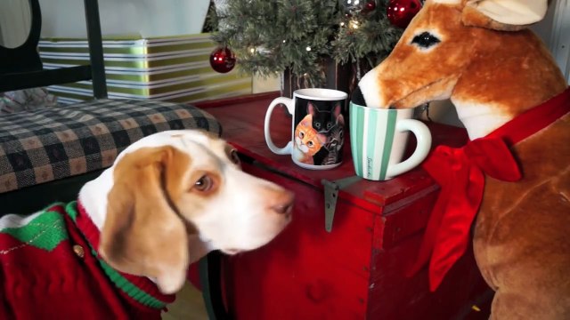 Dog Loves Reindeer Gift on Christmas Cute Dog Maymo