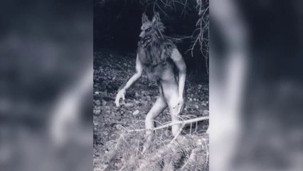 werewolfs caught on tape -- Wolfman really exist around the world