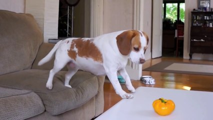 Dog Helps Little Sister Steal Pepper  Cute Dogs Maymo & Penny