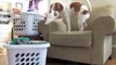 Dog Loves Dryer Sheets   Cute Dog Maymo