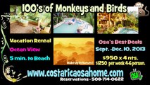 Osa Peninsula Ecolodges, Wildlife, Rainforest Preserve, Most Titi Monkeys in Costa Rica