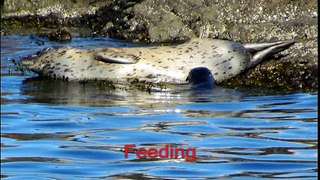 Mother and baby Seal July 27, 2014