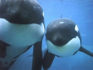 Diapo d'orques, de dauphins et d'otarie de marineland