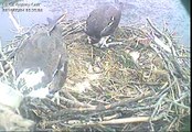 MNSA Osprey-Cam: 1st Chick quickly fed soilds 5/24/2010