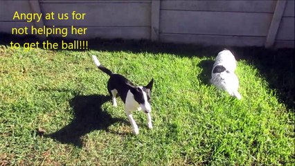 Dog throwing tantrum over ball!!!