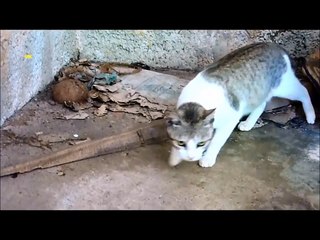 Mother cat rescues cute kitten and feeds it