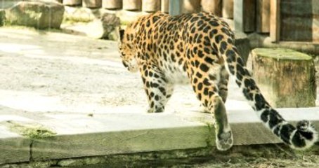 Kafesinden Kaçan Leoparı Uyurken Bulundu