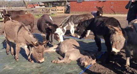 Émouvant, des ânes pleurent la mort de l'un des leurs dans une ferme