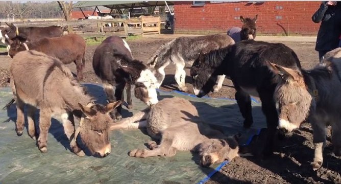 Émouvant, des ânes pleurent la mort de l'un des leurs dans une ferme