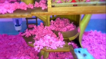 Hamster Plays Own Version of Hunger Games