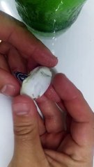 Appreciate the Miracle of Life as Baby Snake Hatches From Egg