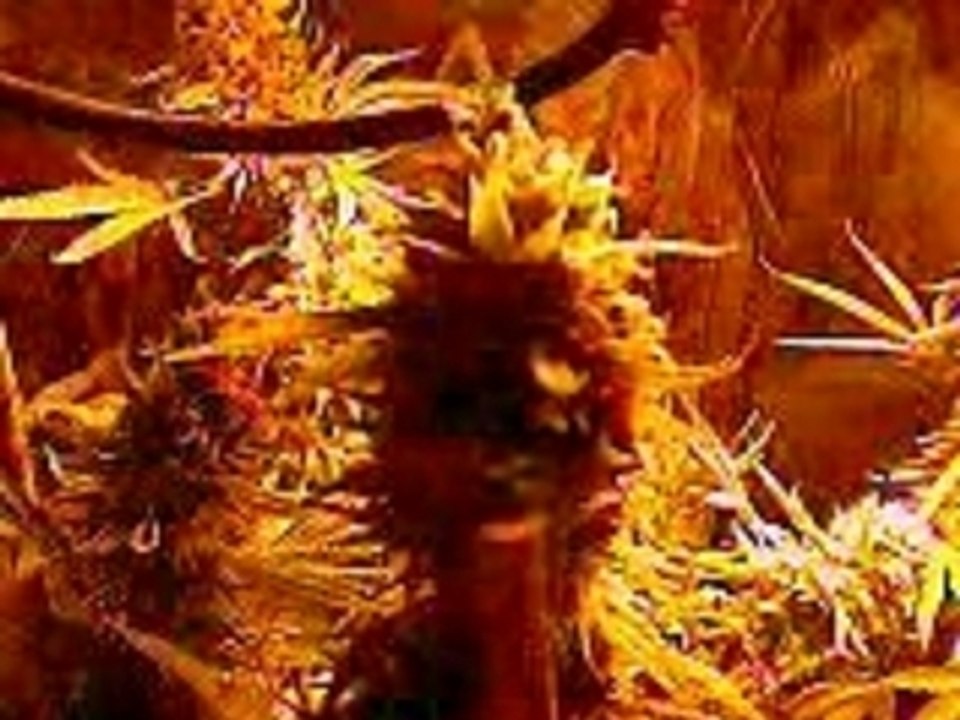 .culture cannabis