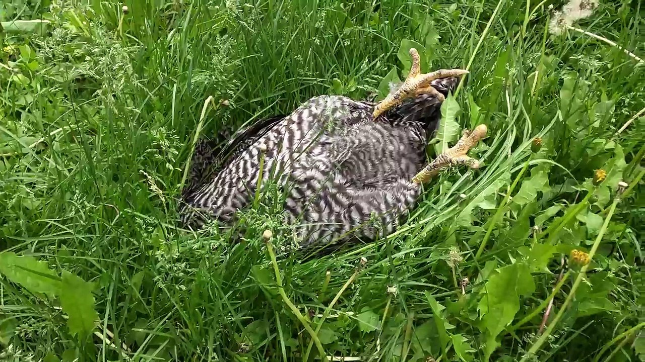 Un coq fait une sieste