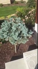 Une famille de girafes dessineee par une petite fille