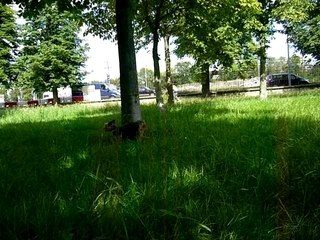 Diwan parc st cloud 7 juillet 07 004