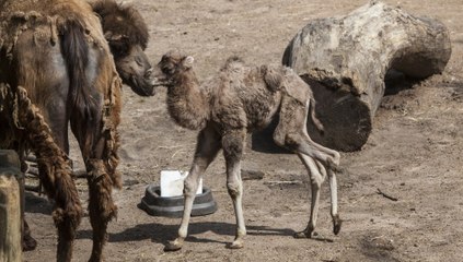 Alexander Camelton. His name is Alexander Camelton.