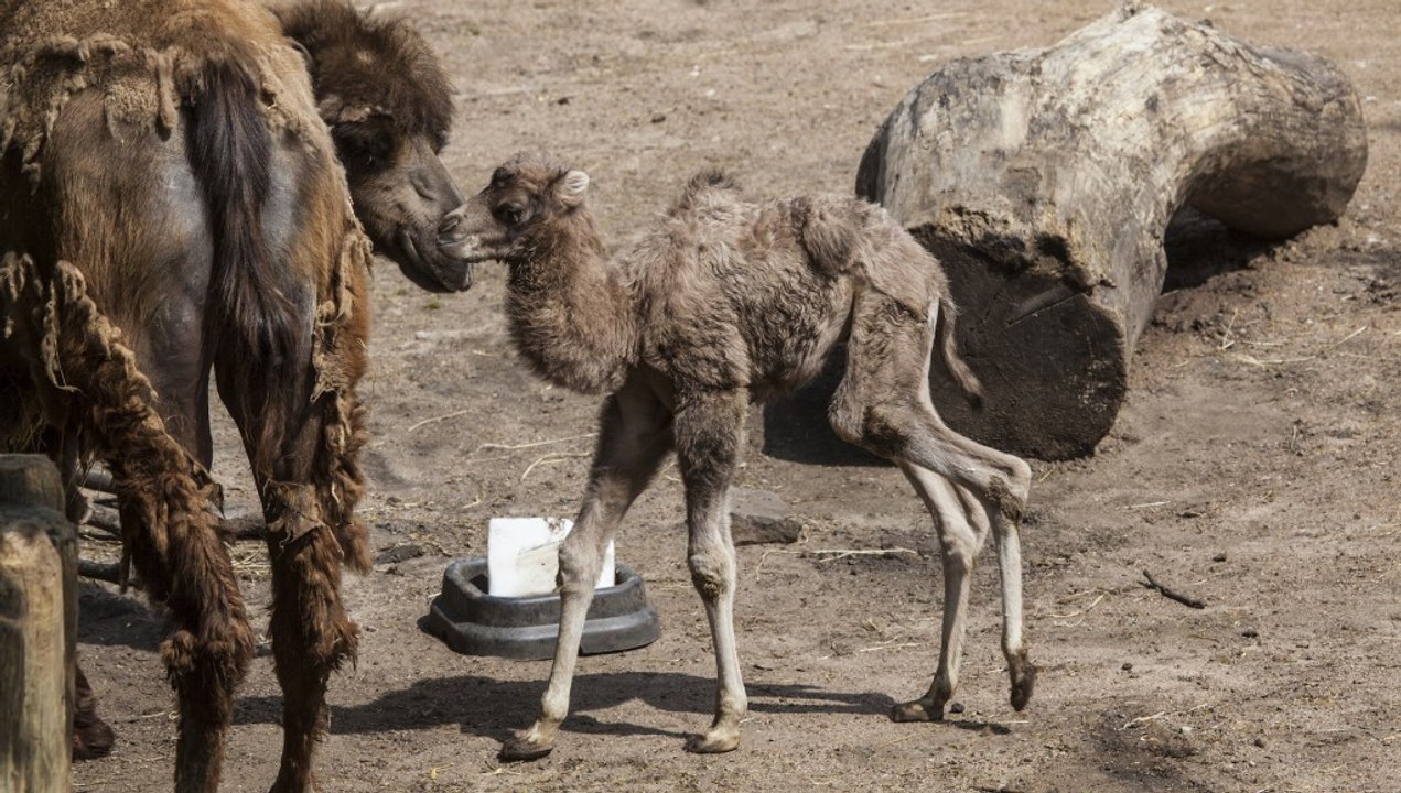 Alexander Camelton. His name is Alexander Camelton.