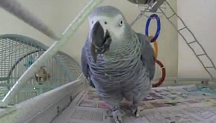 The parrot that may have witnessed a killing repeats chilling phrase