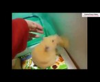Funny Franks - Funny Animals - Funny Fails Could not help laughing