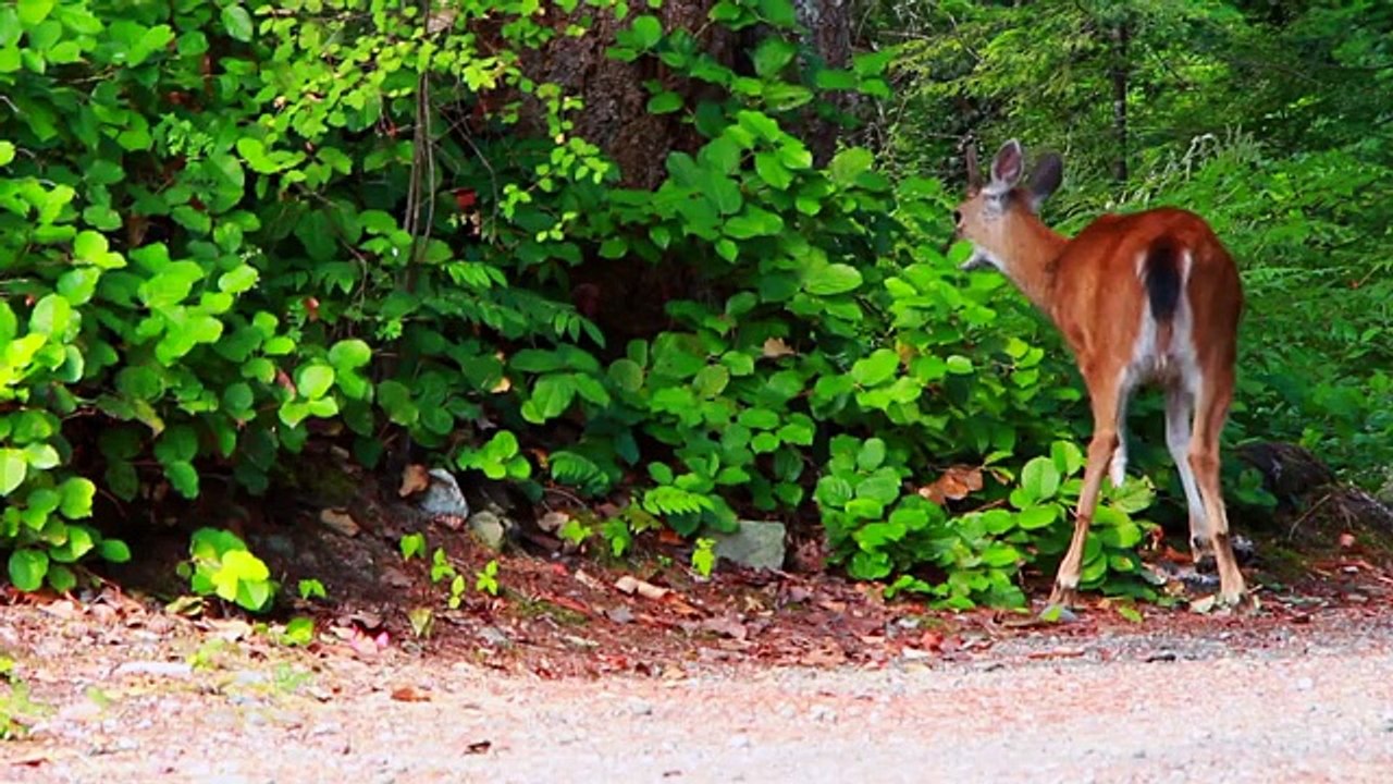 Deer