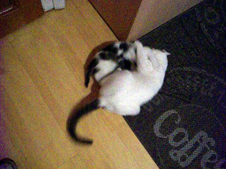 Harvey und Vinzent am 18.10.2015