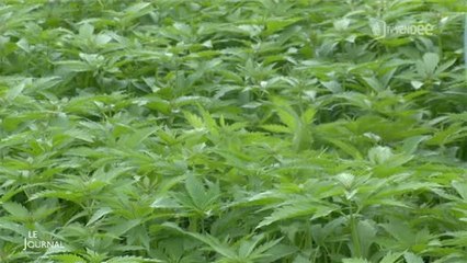 Plantes : Découverte du chanvre (Vendée)