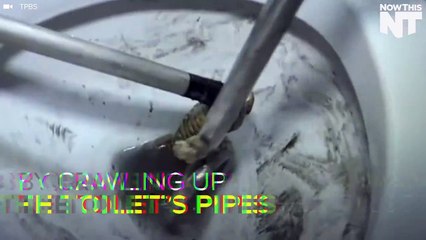 Snake Attacks Man In Thai Bathroom For Second Time In A Week