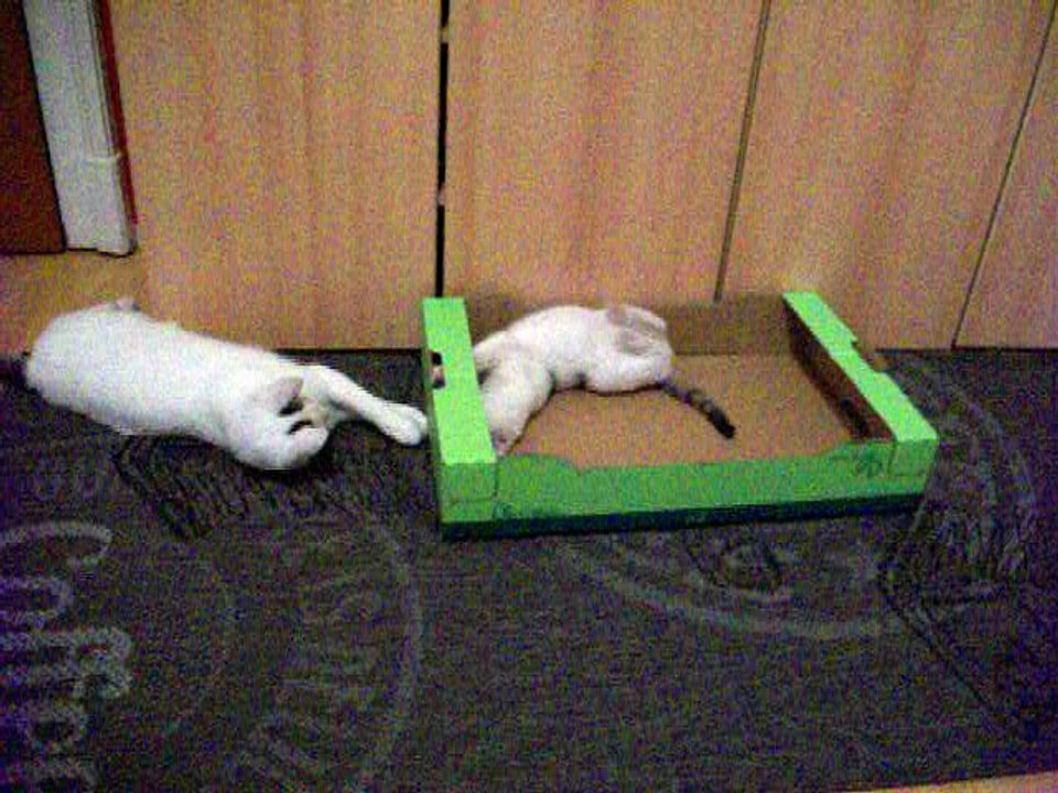 Harvey und Vinzent am 28.11.2015