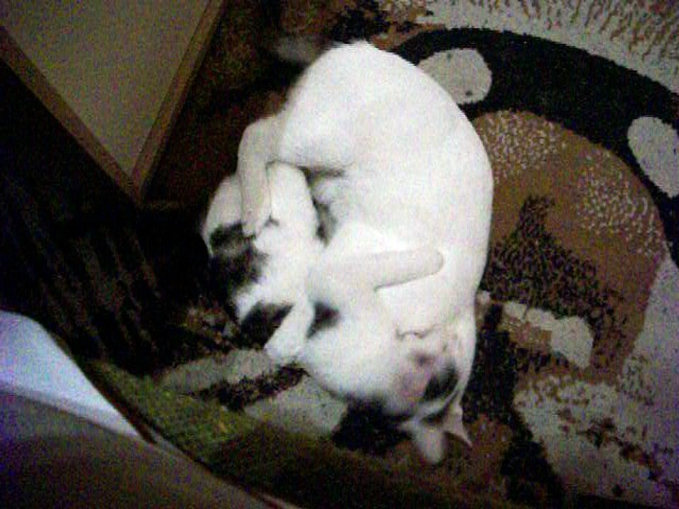 Harvey und Vinzent am 28.11.2015