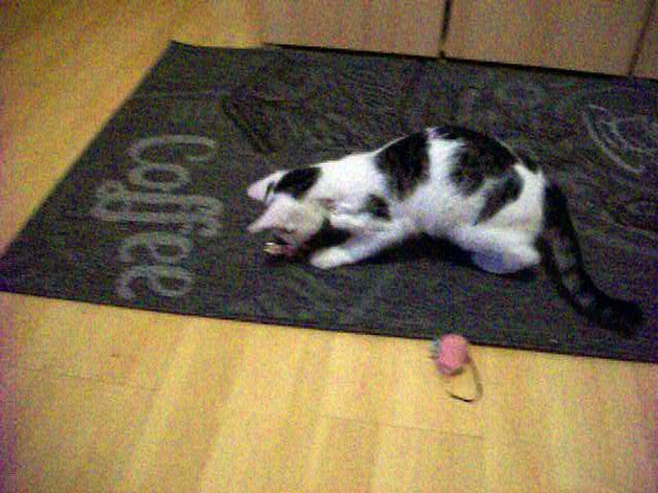 Harvey und Vinzent am 29.12.2015