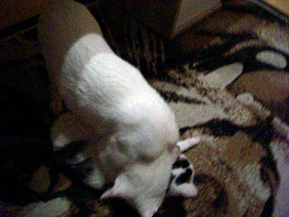 Harvey und Vinzent am 29.12.2015