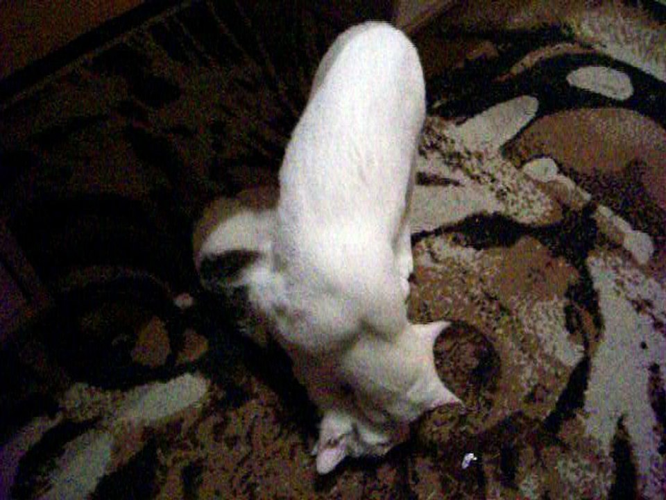 Harvey und Vinzent am 29.12.2015