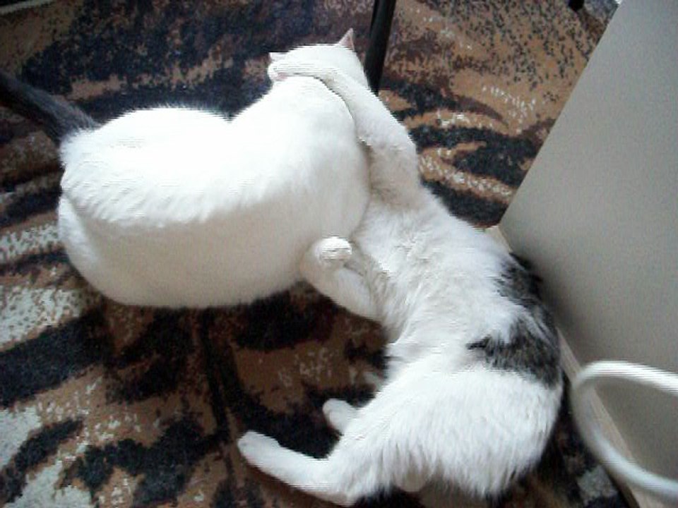 Harvey und Vinzent am 28.05.2015