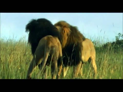 Así es cómo estos leones se defienden unos de otros